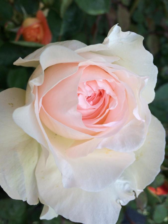 Chambre Chez L'Habitant "Les Roses De Sene" Ngoại thất bức ảnh